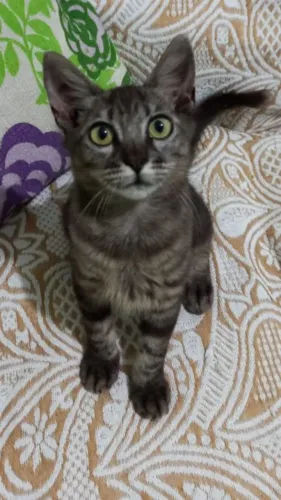Gatinha linda tigrada 4 meses de idade gata