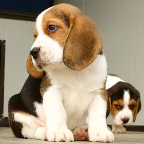 Beagle O tipo de pet que conquista a casa inteira