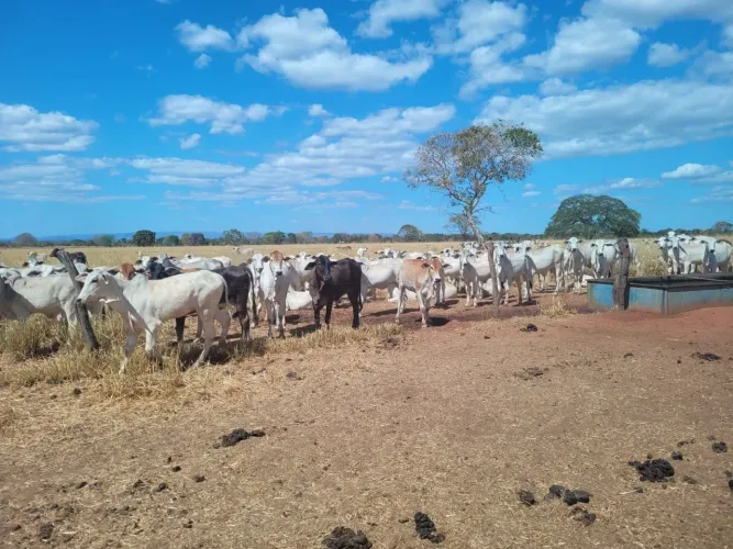 Fazenda 1.004 alq. Em flores de Goiás, pecuária,