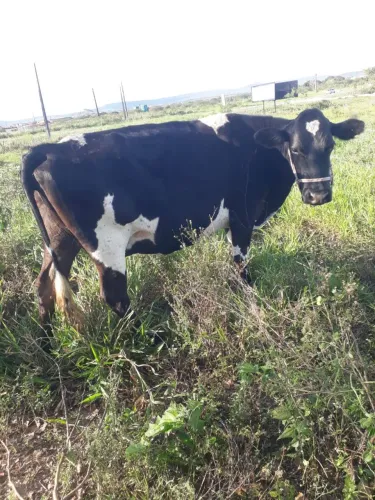 Vaca De Leite Prenha