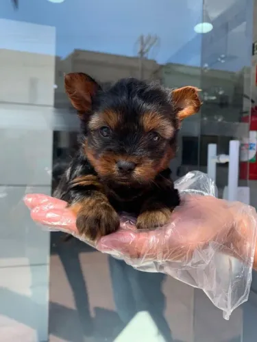 Yorkshire Terrier Filhotes de mais alto padrão da raça