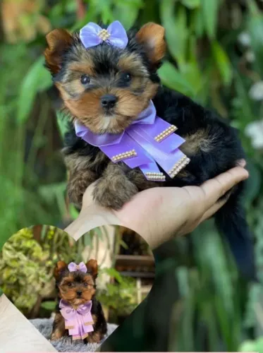 Yorkshire Terrier. Pequeno no tamanho,  gigante no carinho!