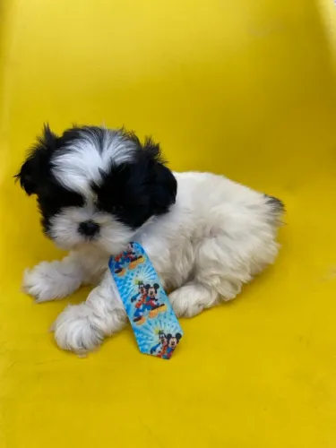 Filhote de Shih Tzu com gravata