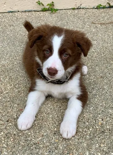 Border Collie inteligente e ativo