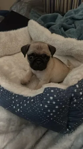 Filhotes de Pug | Fofos e super equilibrados!