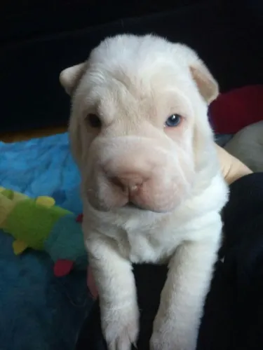 Sharpei Olhos azuis 