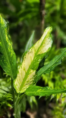 Mudas de Folhagens, Plantas ornamentais, Dieffenbachia, Mudas ornamentais 