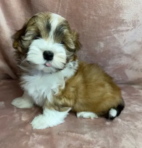 Lhasa Apso Macho Bege - Microchip Internacional e Medalha de Geolocalização