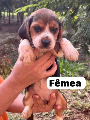 Beagle à venda filhote fêmea