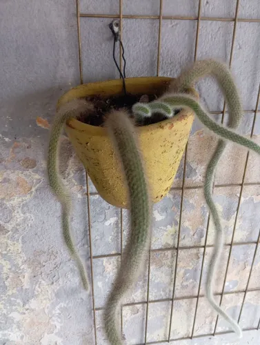Planta