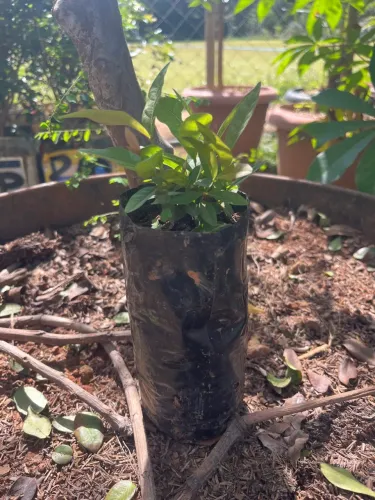 Muda de gabiroba do cerrado 