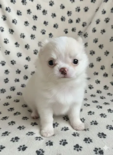 Chihuahua - Companheiro sempre ao seu lado.