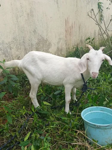 Cabras 