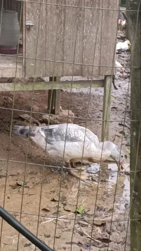 Patos disponivel encontra se em antonio carlos 40 reais cada