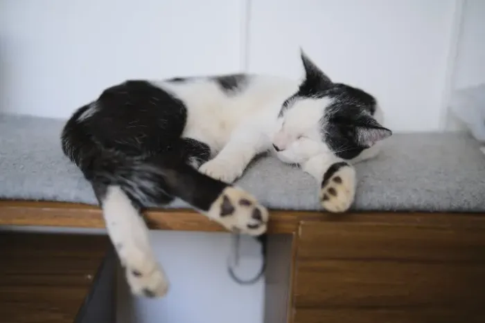 Gato para Adoção