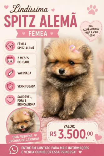 Splitz fêmea anã 