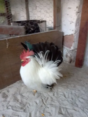 Aves Nagasaki