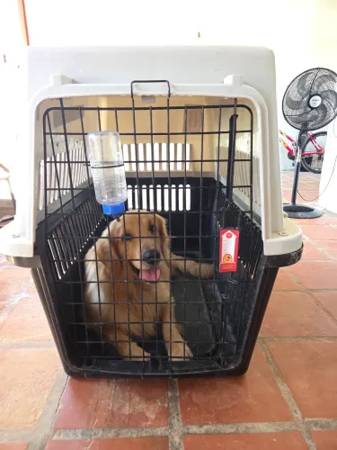 Caixa de Transporte de cachorro, kennel 700, porte grande e gigante 