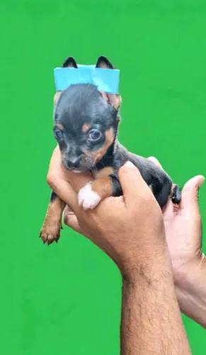 Pinscher lindinhos 