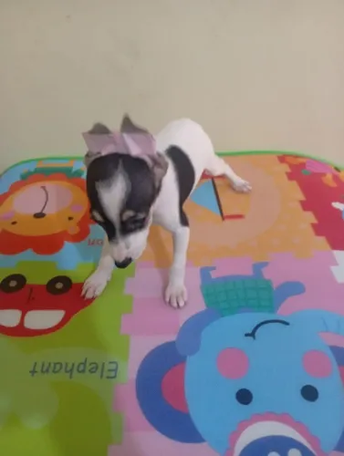 Pinscher Zero Preta e Branca