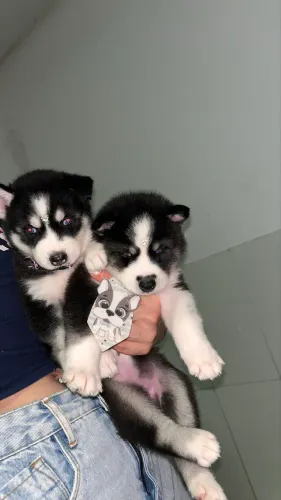 Husky siberiano