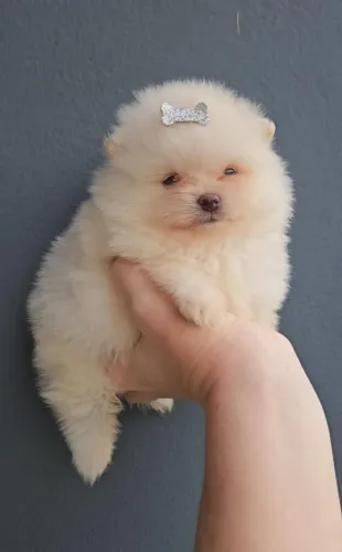 Lulu da pomerânia anão