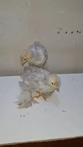 Casal de brahma isabele(filhotes)