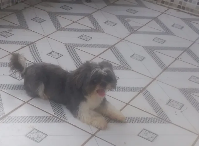 Vende se cachorro shilton macho 400