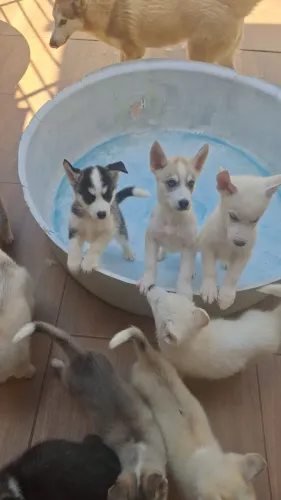 Huskys filhotes
