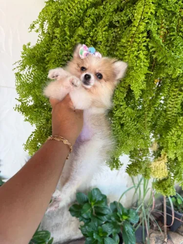 Lulu da Pomerânia
