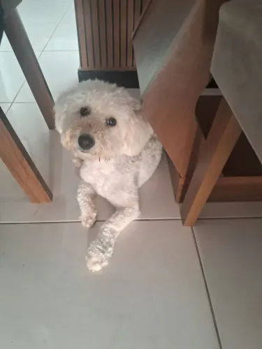 Pudo a venda  Oportunidade 
