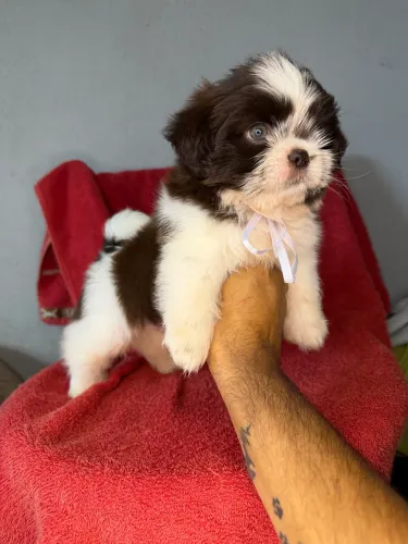 Shih tzu macho exótico 