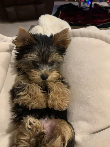 Filhote Yorkshire Terrier, Leve para casa uma bolinha de pelos cheia de amor!