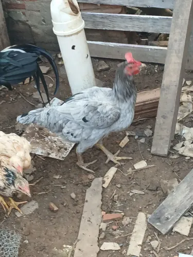 Galinha caipira