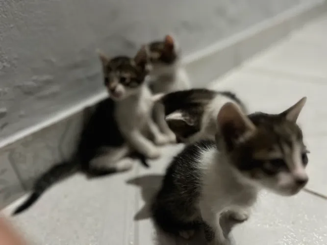 Doasse lindos gatos 