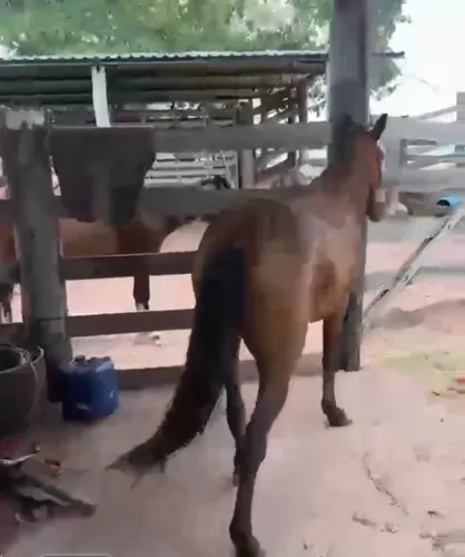 Cavalos, eguas, potros mansas e para amansar