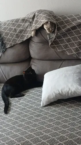 Gato doacao
