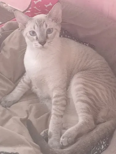 Gatinho Adam para adoção
