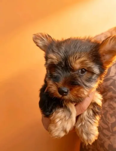 Yorkshire Terrier Pequeno e Muito Fofo