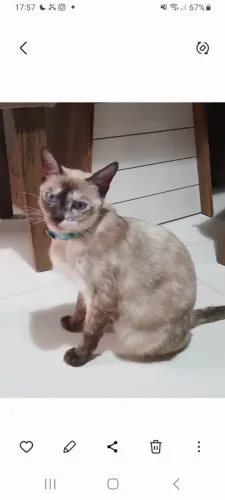 Doação de gatos .