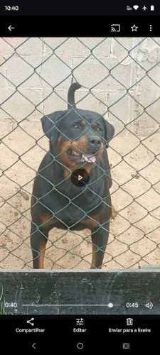 LINDA FÊMEA DE ROTTWEILER - ÓTIMA DE GUARDA