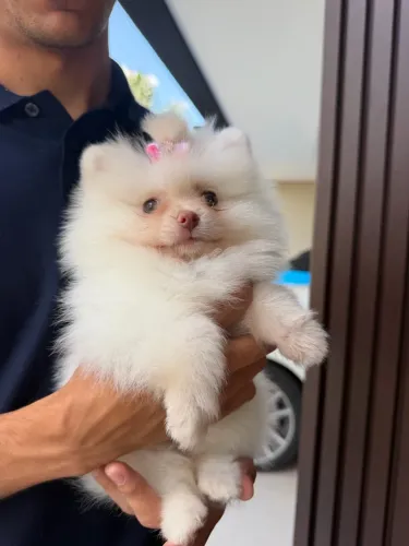 SPiTZ ALEMÃO FÊMEA