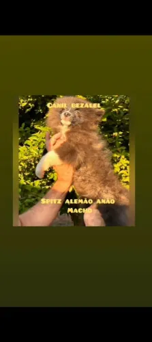 Filhote de Spitz alemão anão 