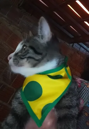 Bandanas Brasil para pets.