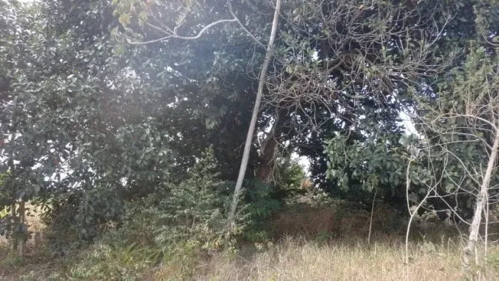 terreno para chacara!
