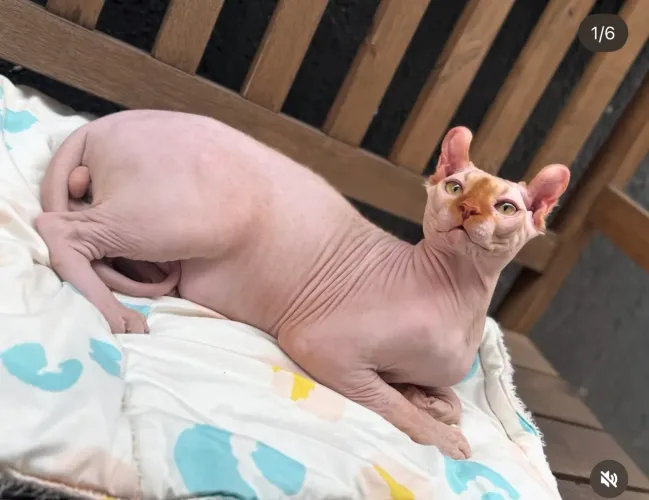 Elf Sphynx macho jovem
