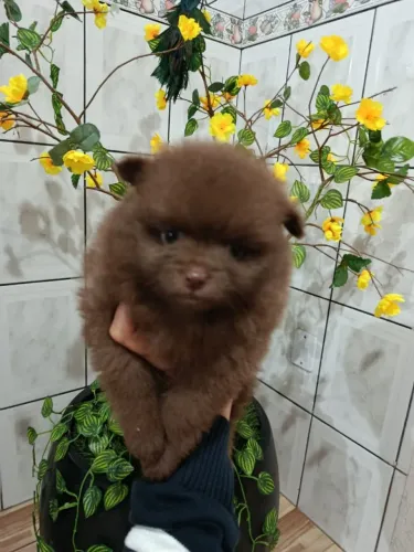 Belíssimo filhotes Spitz Alemão últimos casal padrão top