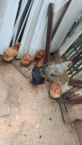 Vendo galinhas e galos