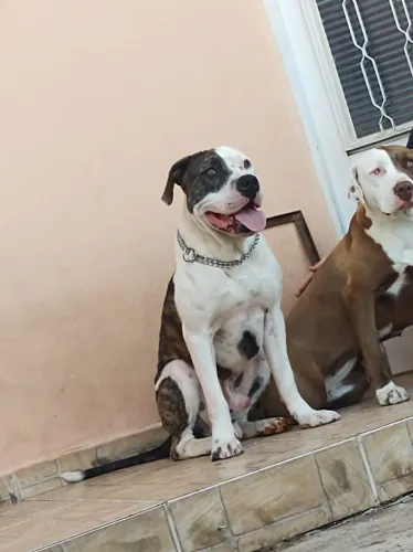 Doando pitbull Muito carinhoso
