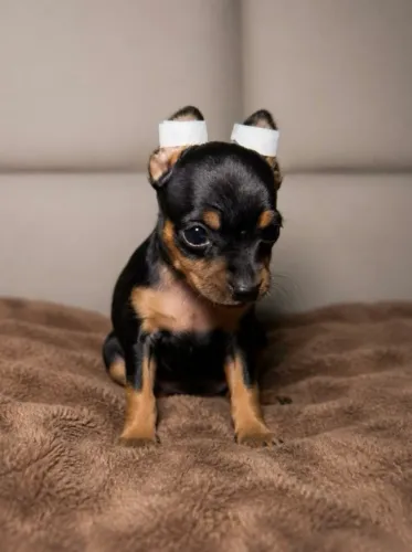 Filhotes de Pinscher Miniaturas - Aceito cartão.